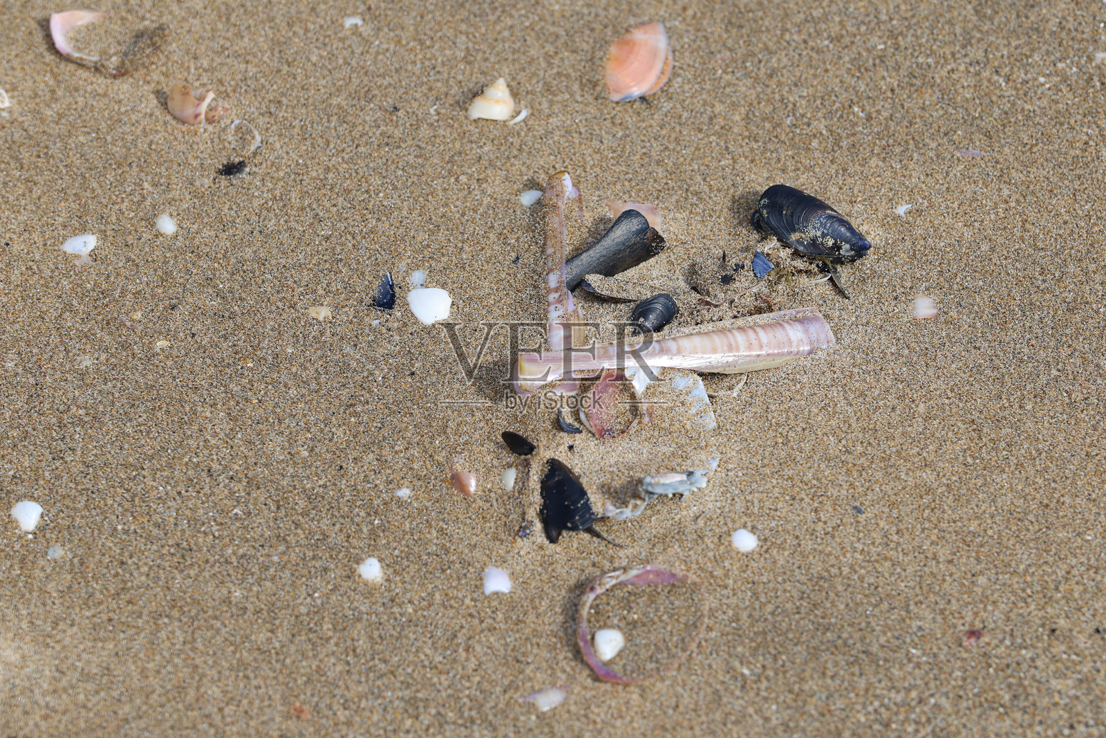 沙滩上的贝壳和海洋照片摄影图片