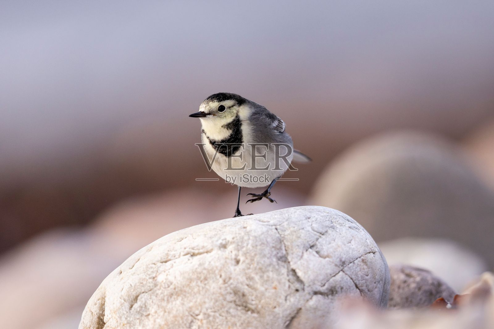 一只小鸟栖息在岩石上，背景为自然风光。照片摄影图片