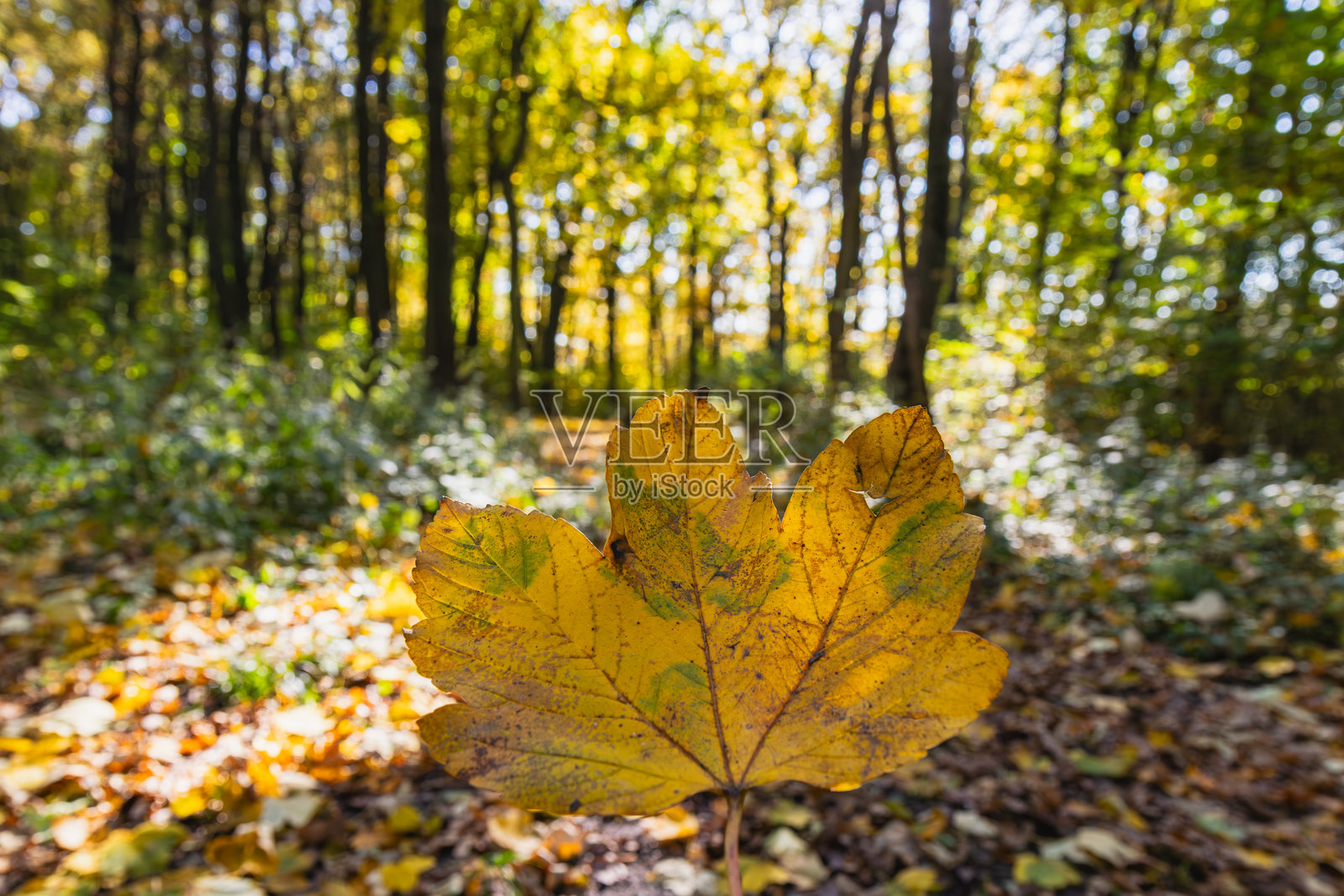 阳光柔和，秋叶斑斓，林间小道延伸其中照片摄影图片