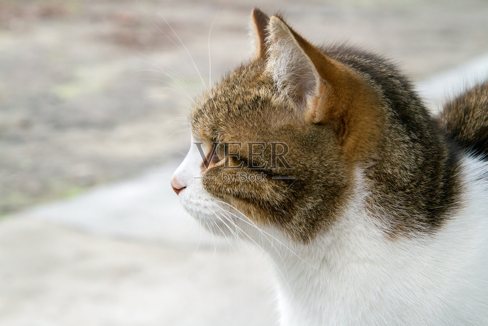 猫咪头部特写侧面照照片摄影图片