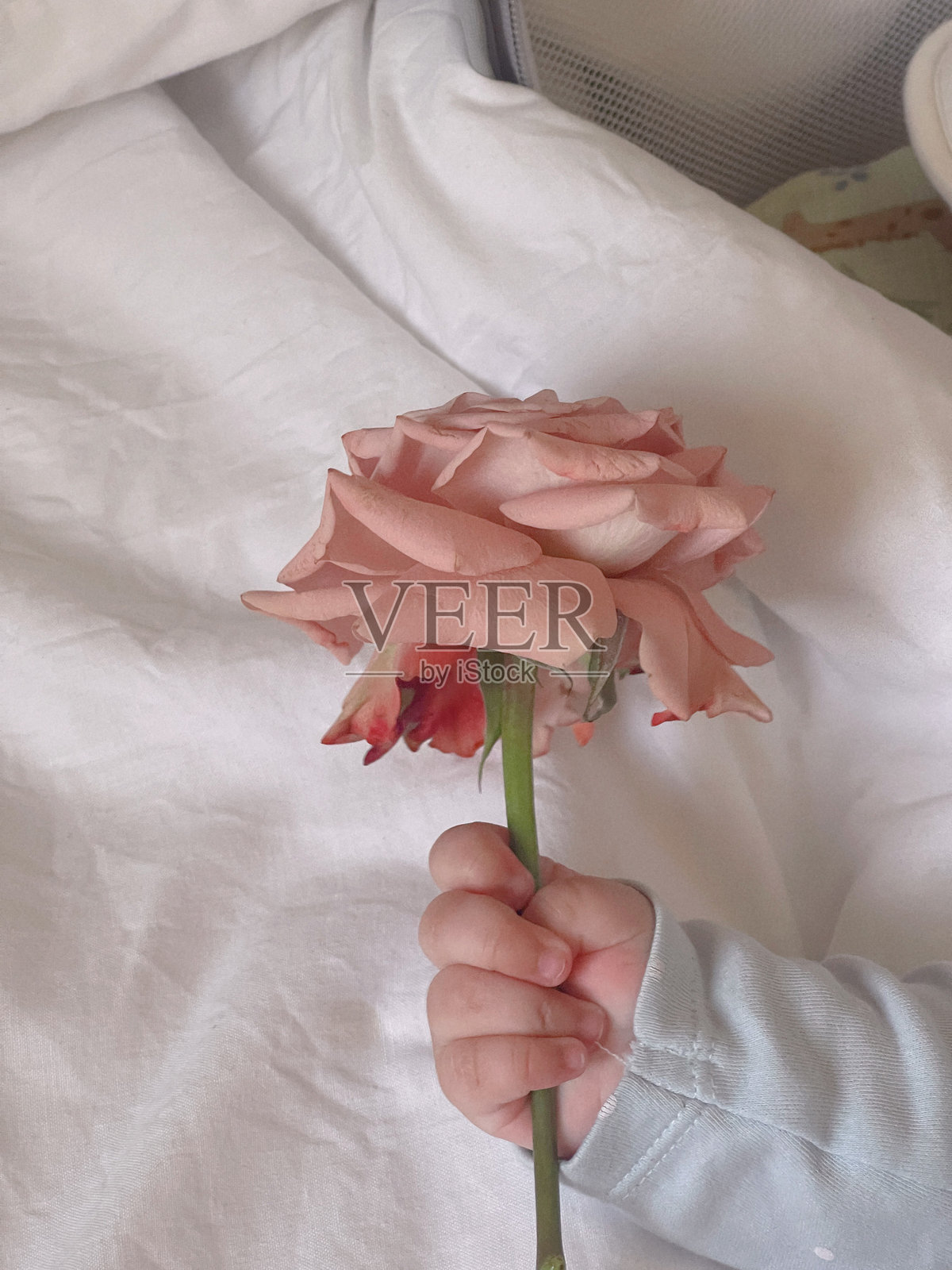 小家伙照片摄影图片