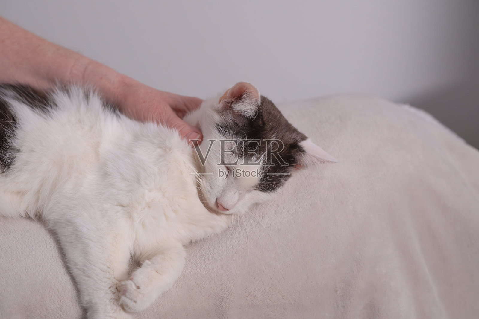 放松的猫咪被抚摸照片摄影图片