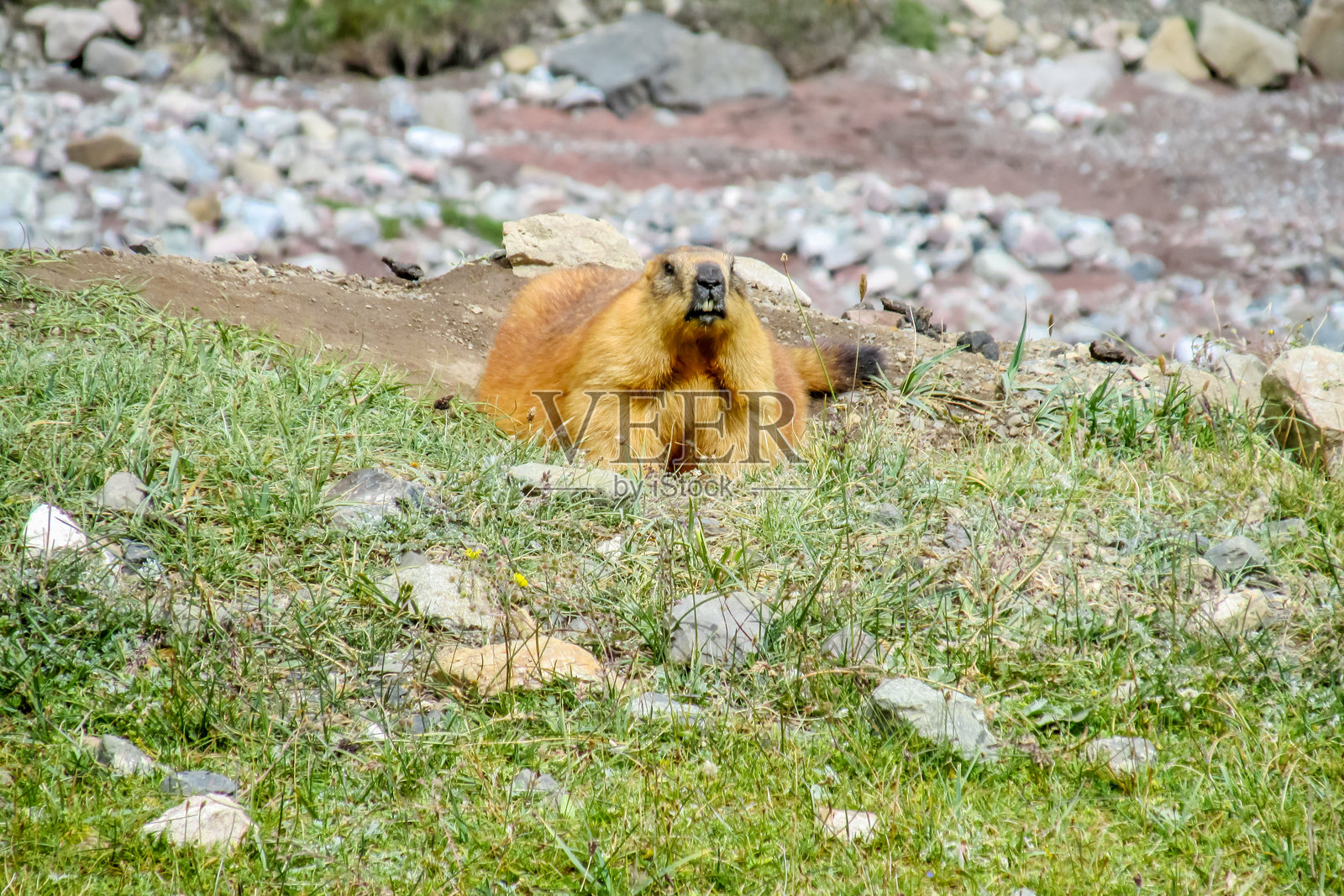 土拨鼠在阿尔卑斯山脉的自然山区栖息地，站立于草地和岩石之上照片摄影图片