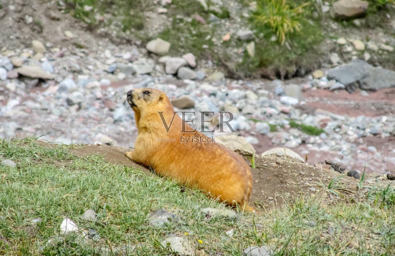 土拨鼠在自然的群山栖息地，站立在草地和岩石上，与高山景观融为一体照片摄影图片