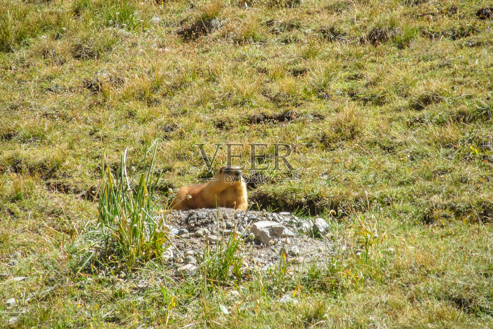 旱獭在自然山地栖息地，站立在草地和岩石上，与高山景观融为一体照片摄影图片