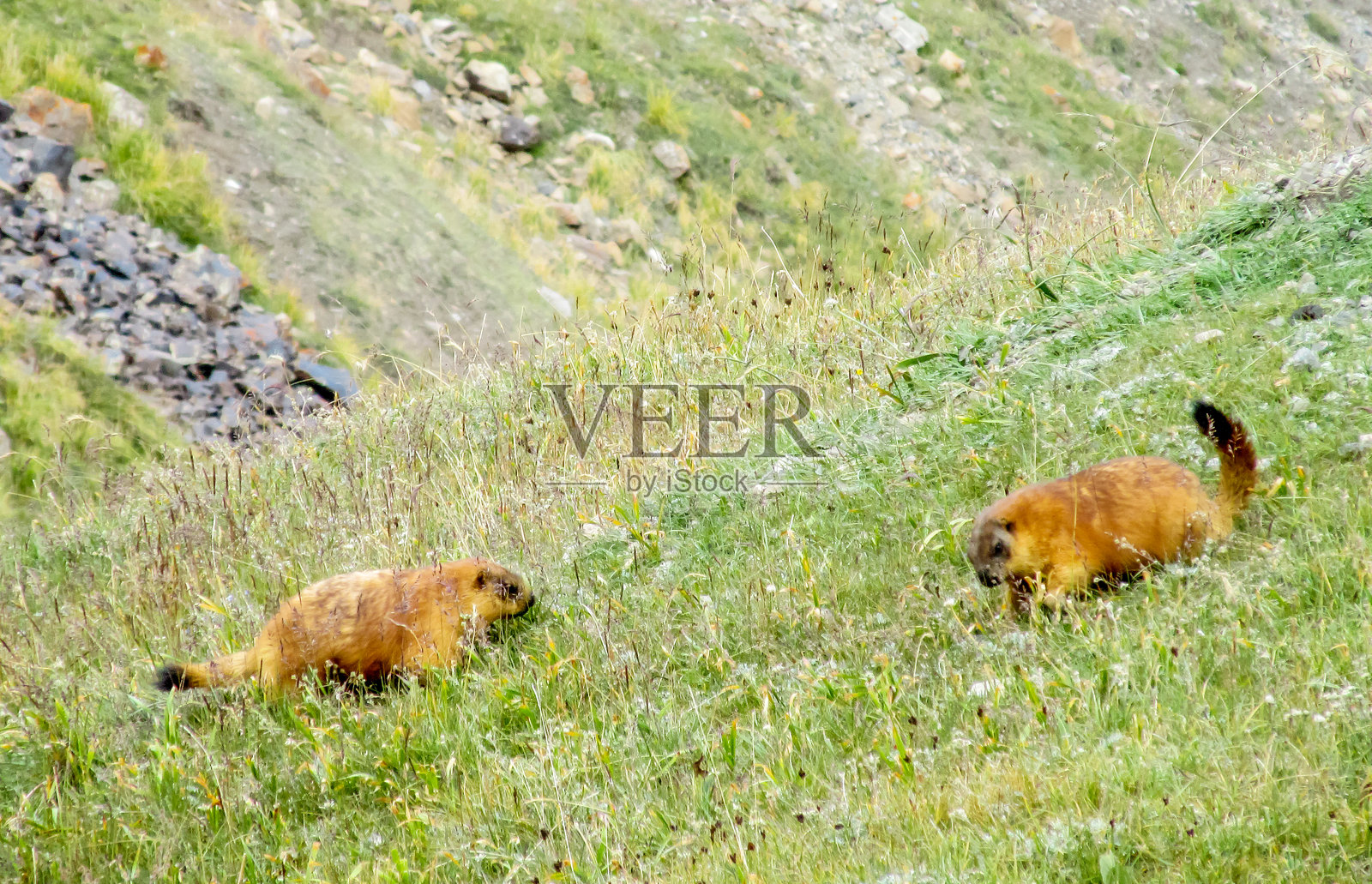 土拨鼠栖息于自然山地，站立在草地和岩石上，与高山景观融为一体照片摄影图片