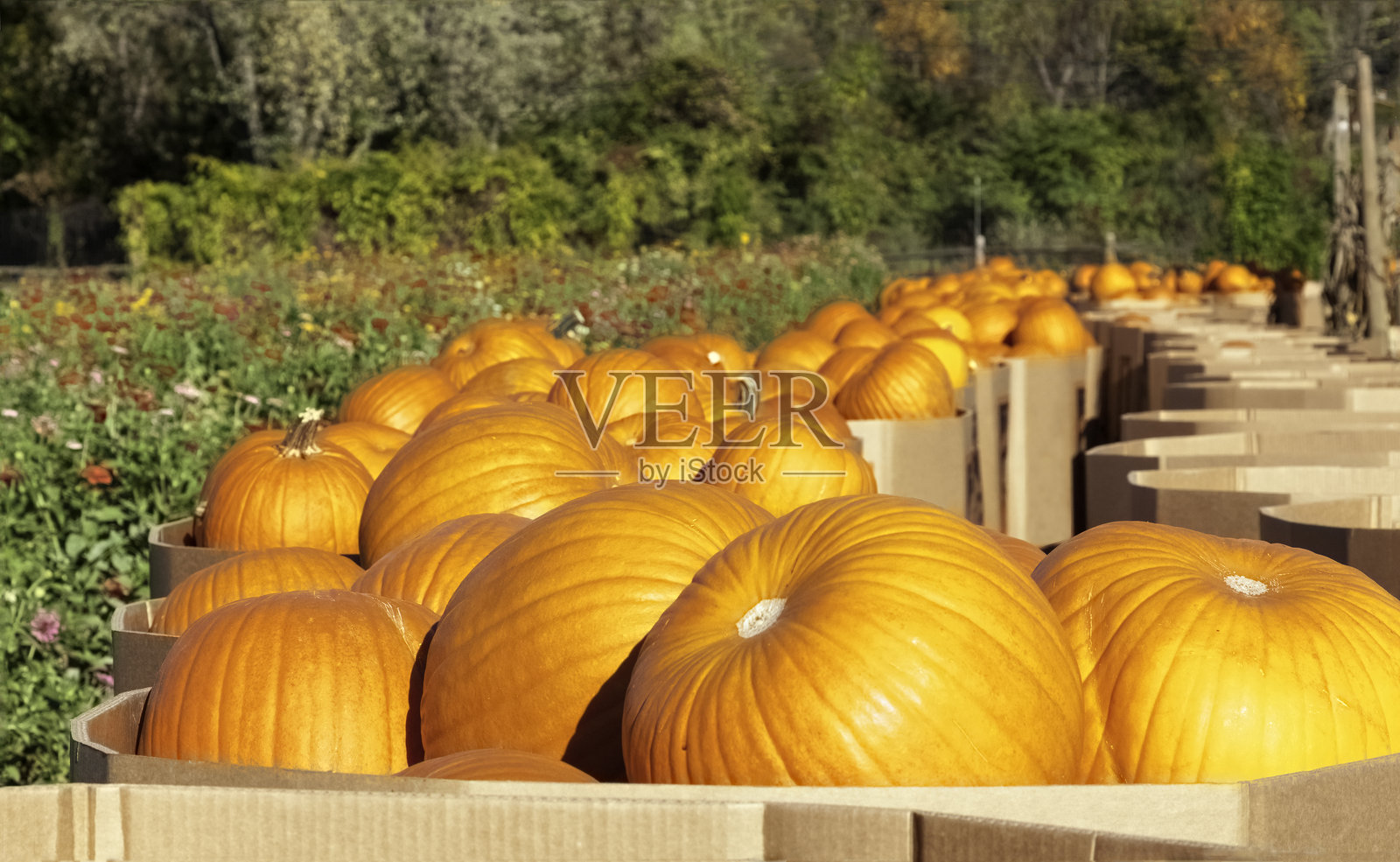 南瓜和鲜花照片摄影图片