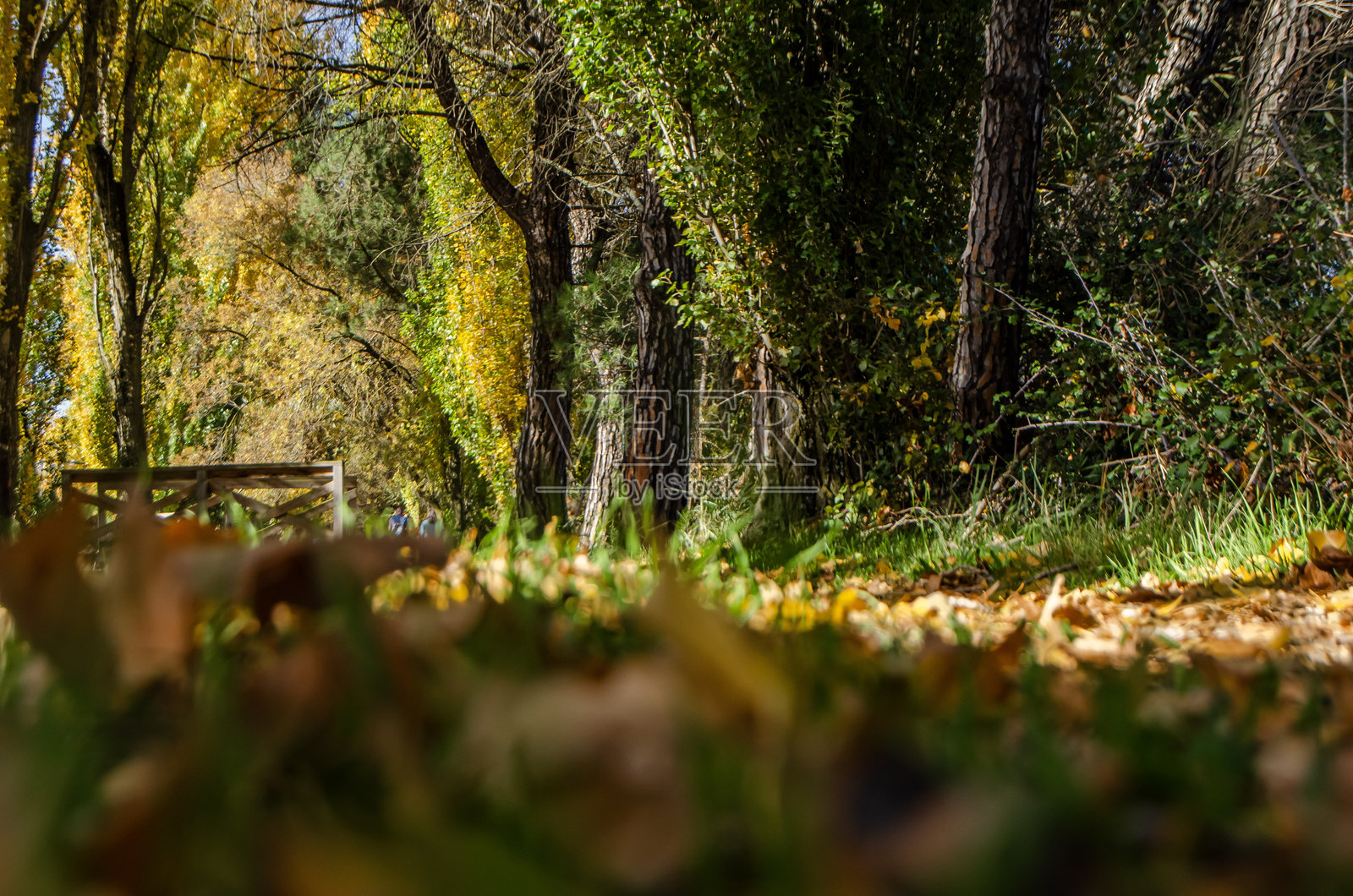 清晨，穿过色彩斑斓的秋日风光，一片白杨树林，一条灌溉渠通向杜罗河，杜罗湖。照片摄影图片