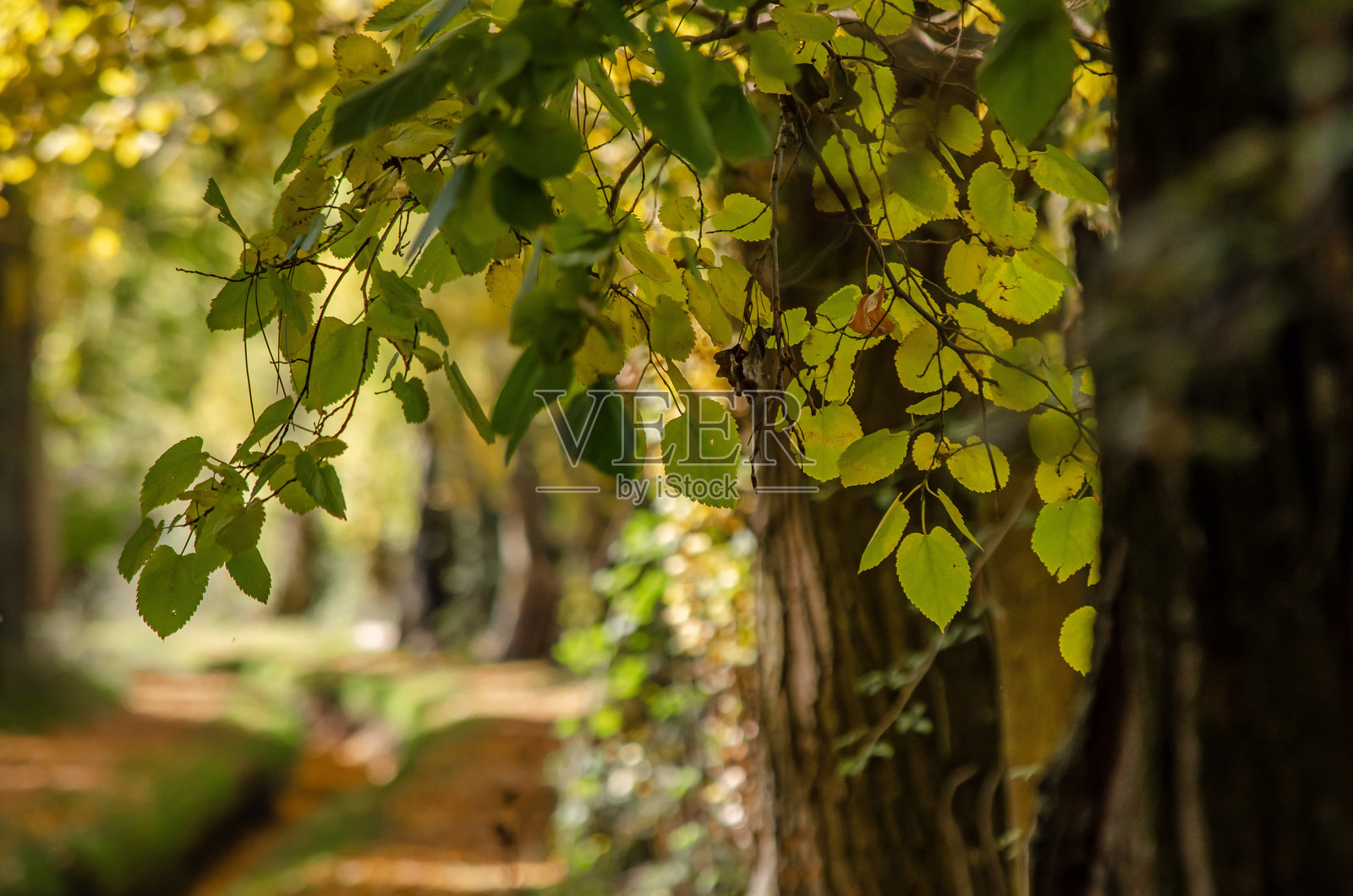 自然风光，秋季色彩，杨树林，通往杜罗河的灌溉沟渠，露天漫步。杜埃罗湖。照片摄影图片