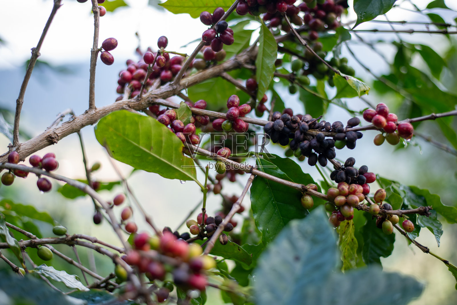 特写：咖啡树枝上成熟的红色咖啡果实，周围环绕着郁郁葱葱的绿色叶子和果实，象征着农业、有机种植和自然清新。照片摄影图片