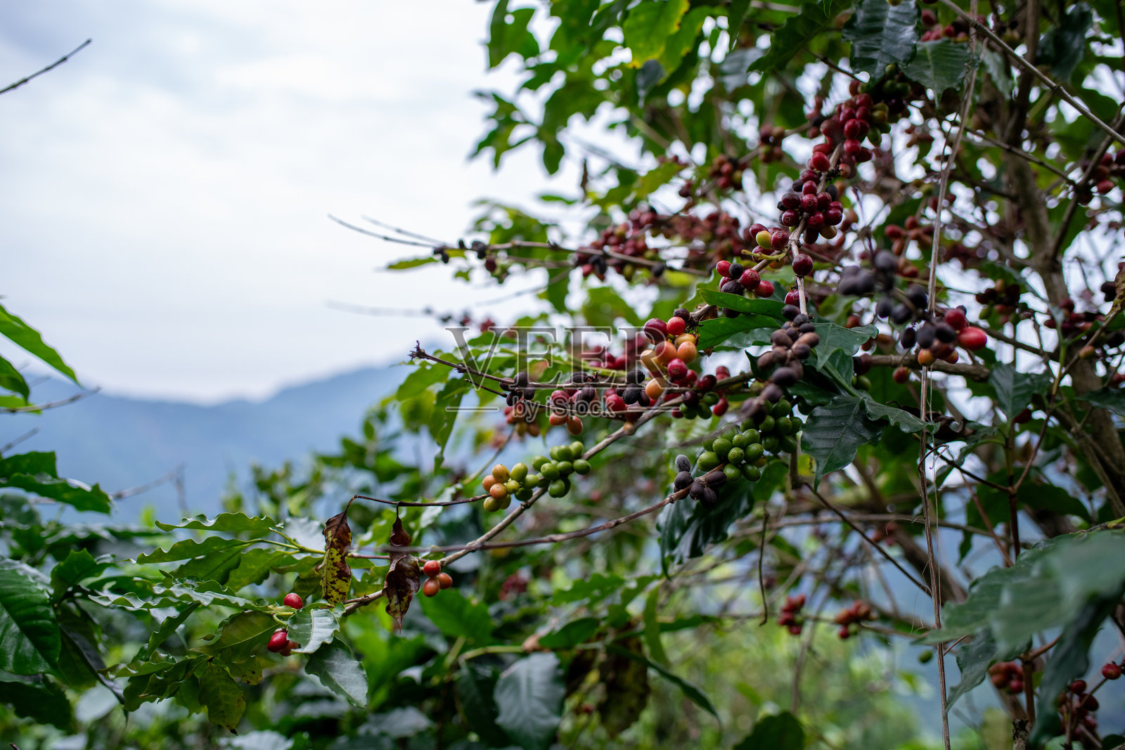 特写：在郁郁葱葱的绿叶和果实种植园中，树枝上长着成熟的红色咖啡樱桃，象征着农业、有机种植和自然清新。照片摄影图片