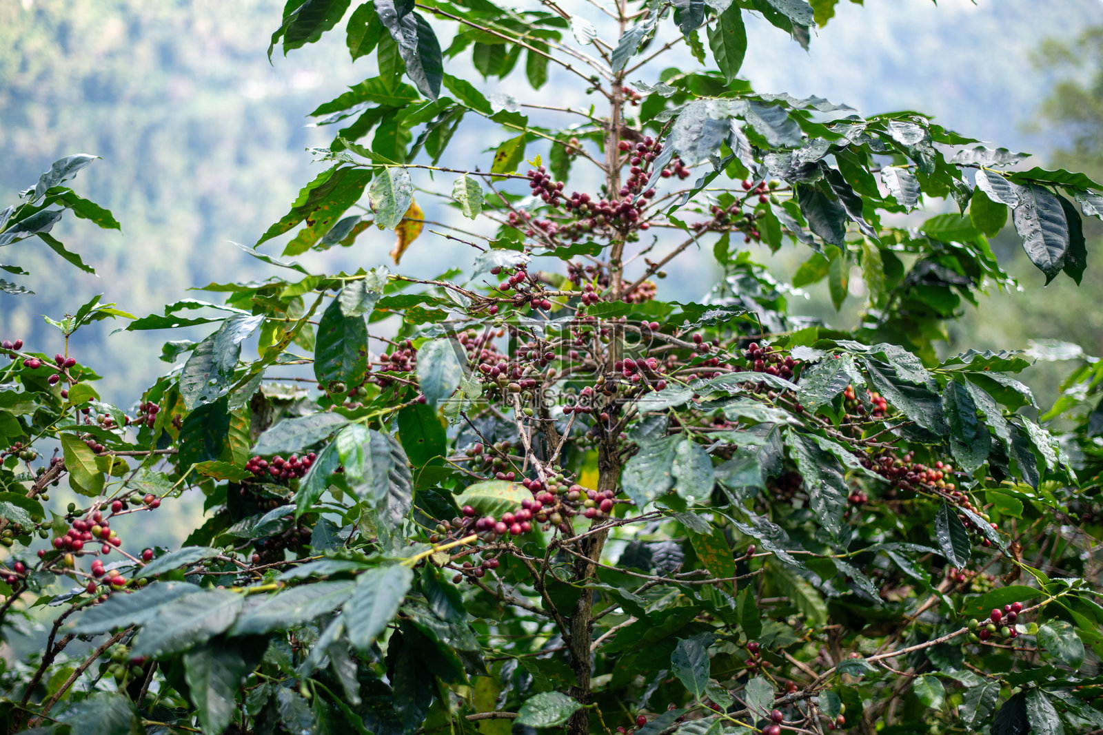 特写：成熟的红色咖啡樱桃长在枝头，周围是郁郁葱葱的绿色植物叶子和果实，象征着农业、有机种植和自然清新。照片摄影图片