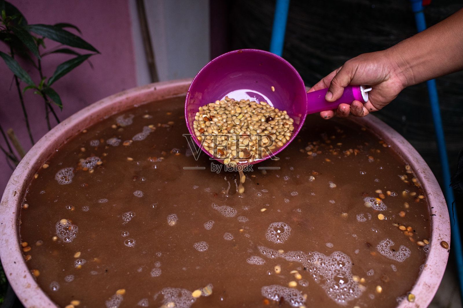 咖啡豆在装满棕色液体的容器中浸泡或发酵的特写图像，展示了咖啡处理或发酵阶段的一部分。照片摄影图片