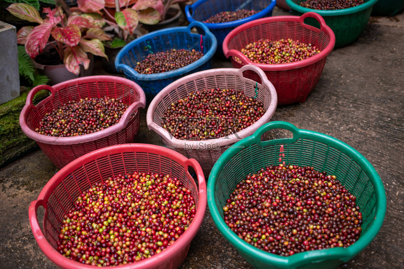 咖啡豆在装满棕色液体的容器中浸泡或发酵的特写图像，展示了咖啡处理或发酵阶段的一部分。照片摄影图片