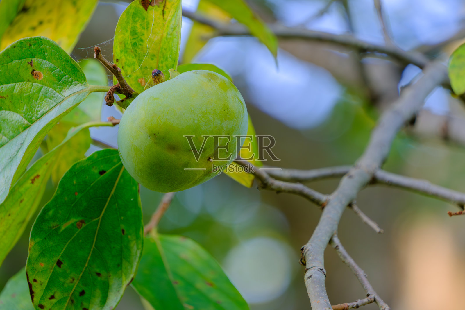 树上未成熟的青柿子照片摄影图片