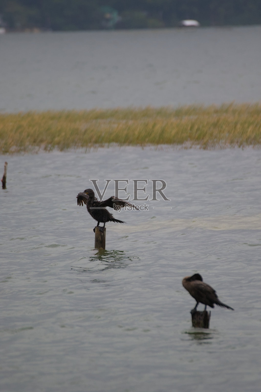 宁静的蓝色水面上的鸟和倒影照片摄影图片