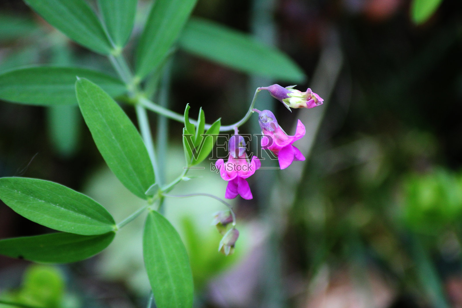 紫藤花照片摄影图片