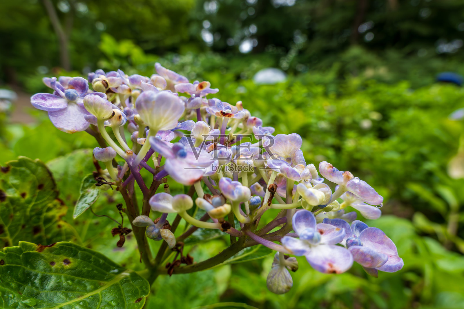 紫色的绣球花簇照片摄影图片