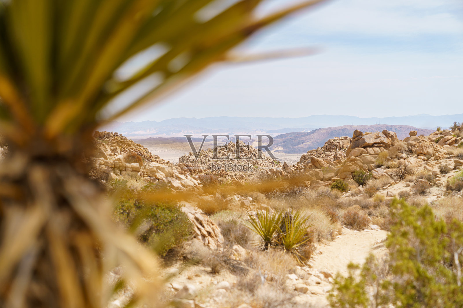 约书亚树国家公园，加利福尼亚州的丝兰风景。留白风景照片摄影图片