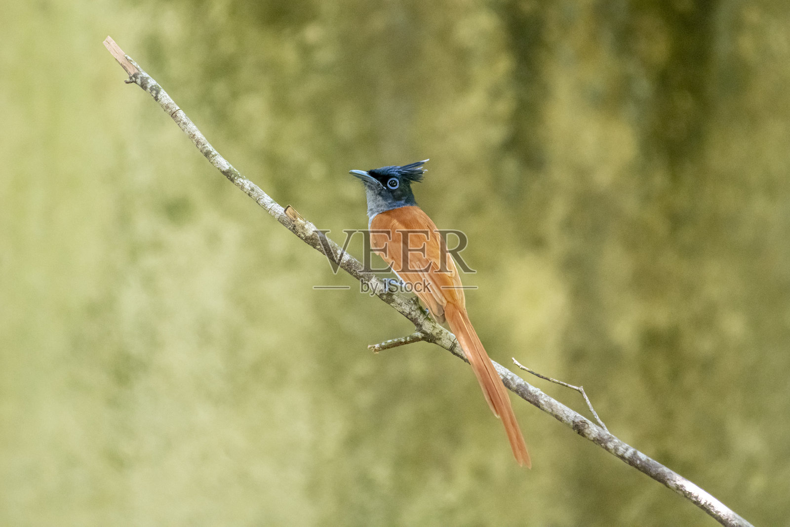 印度天堂 the bird照片摄影图片