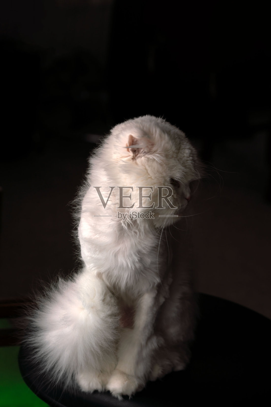 柔和灯光下，一只略带委屈的小猫照片摄影图片