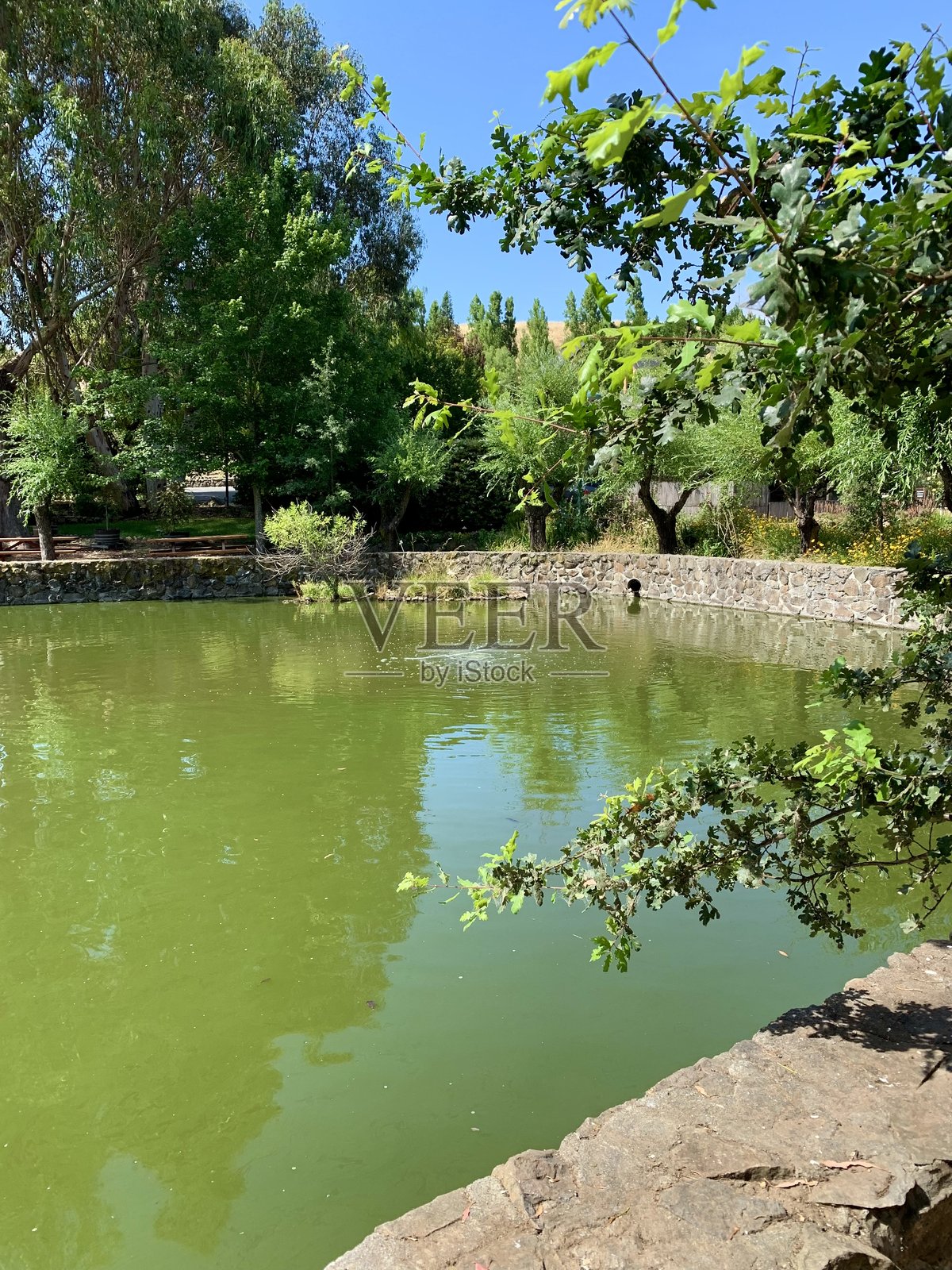 宁静的池塘和葱郁的绿树——石墙倒影与明亮的夏日公园景象照片摄影图片