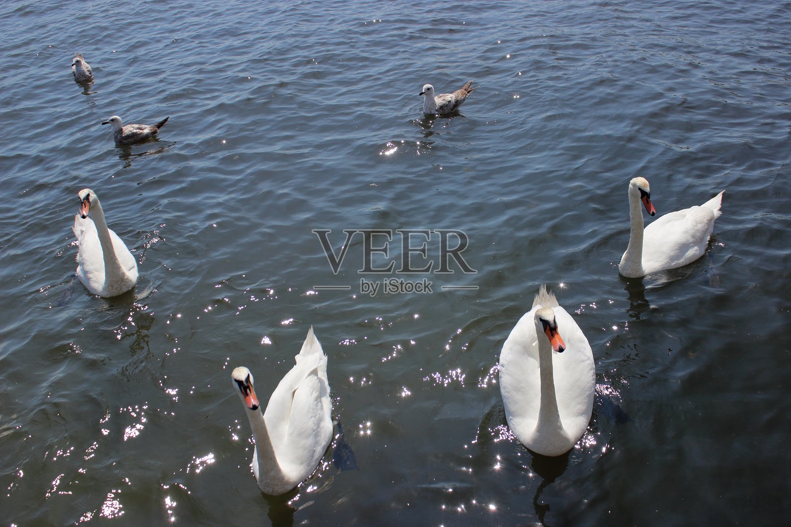 阳光下，一群白天鹅在海水中游泳照片摄影图片
