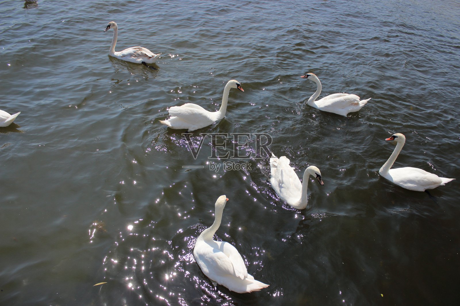 阳光下，一群白天鹅在海水中游弋照片摄影图片