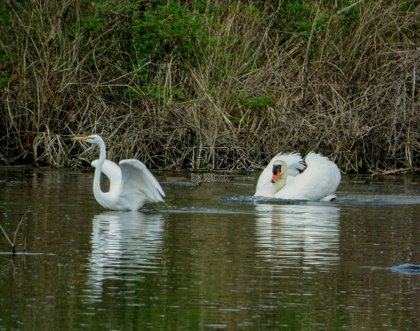 天鹅和白鹭在池塘里游泳照片摄影图片