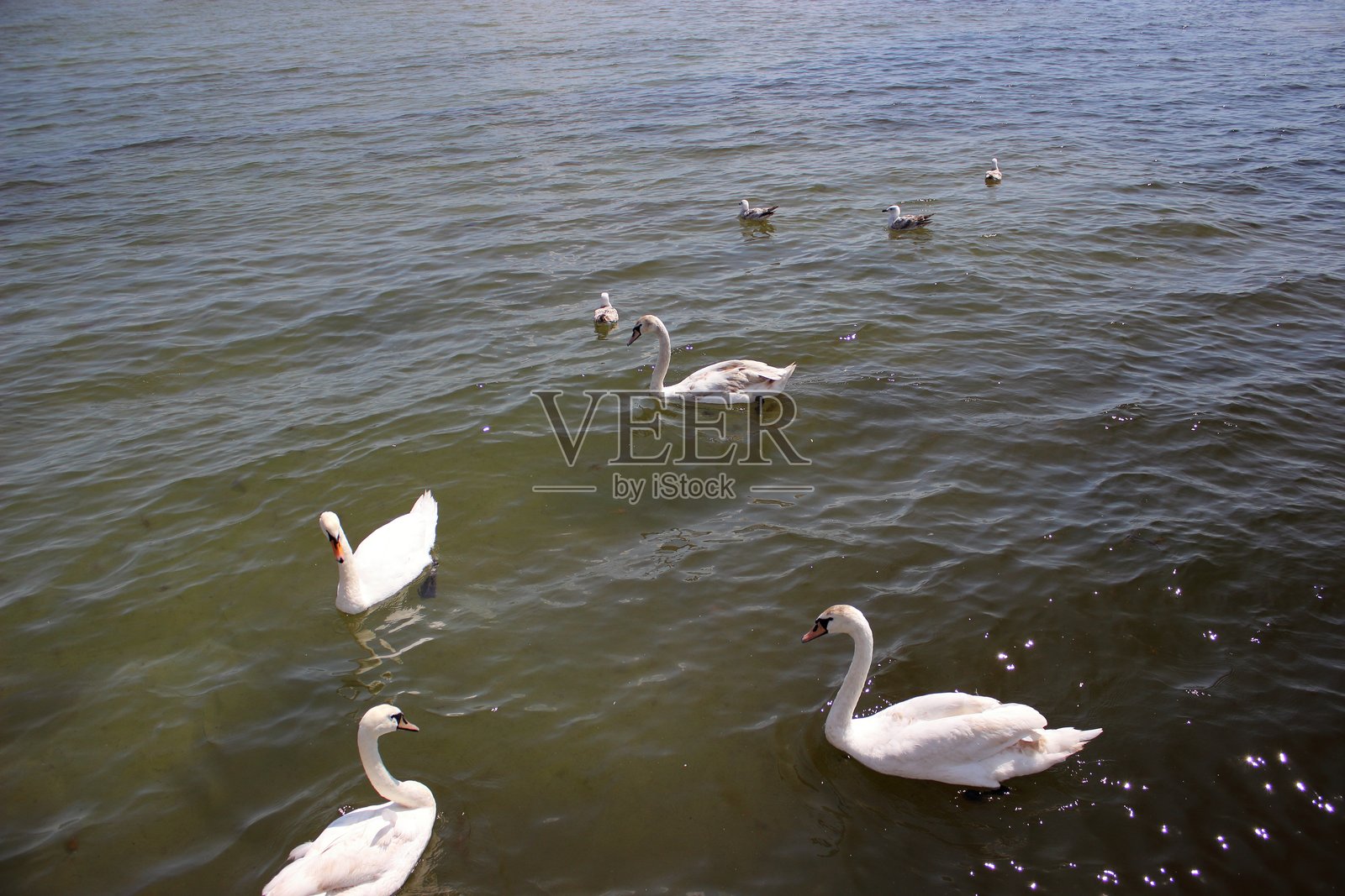 天鹅和海鸥在平静的海面上游泳照片摄影图片