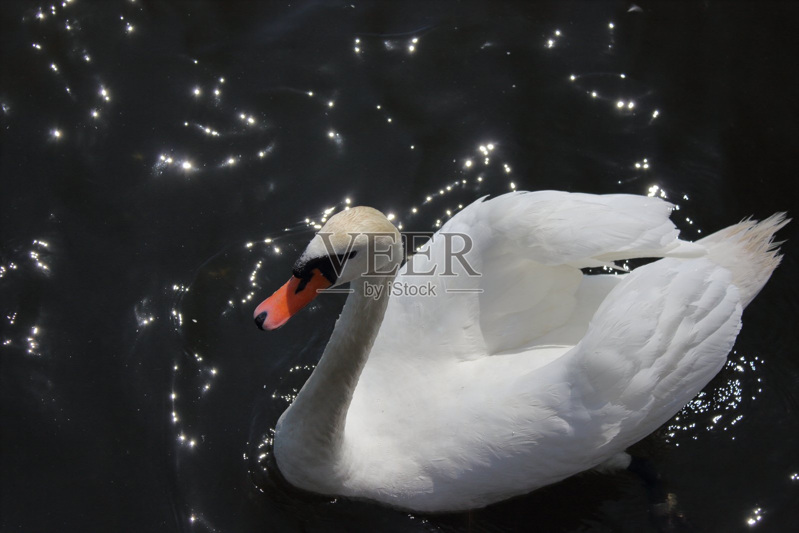 一只白色的天鹅在平静的海面上游弋照片摄影图片