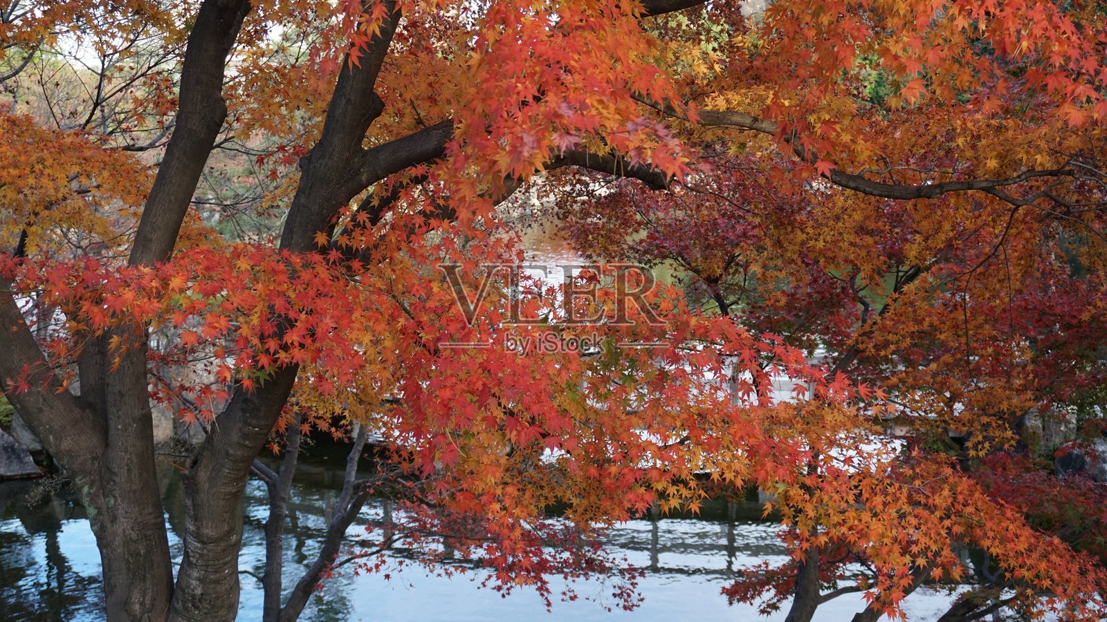 香岚溪，丰田市，爱知县：日本令人惊叹的秋色交响曲照片摄影图片