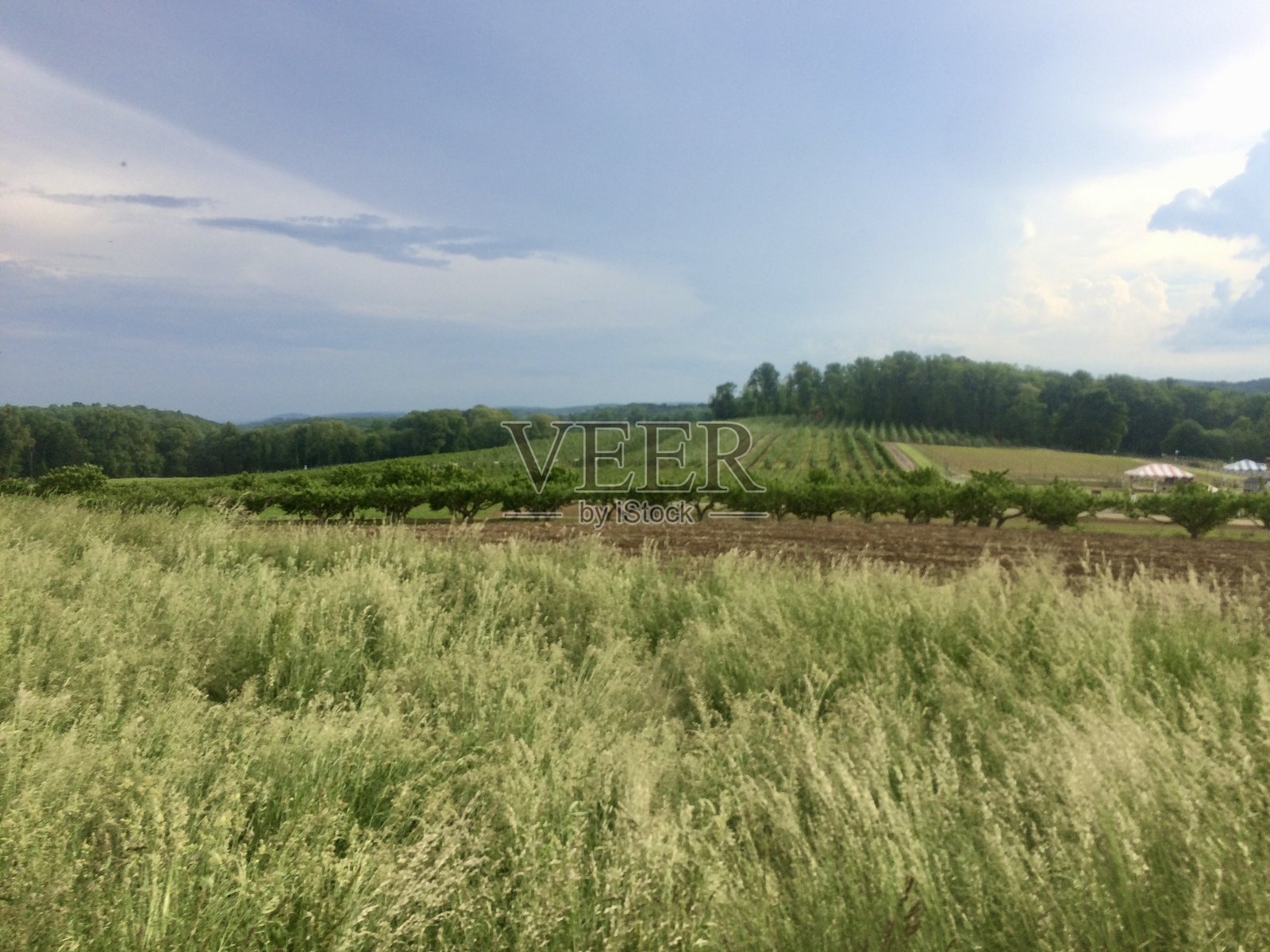 长满作物的农田和果园，前景是草地，远景有树木和生机勃勃的天空照片摄影图片