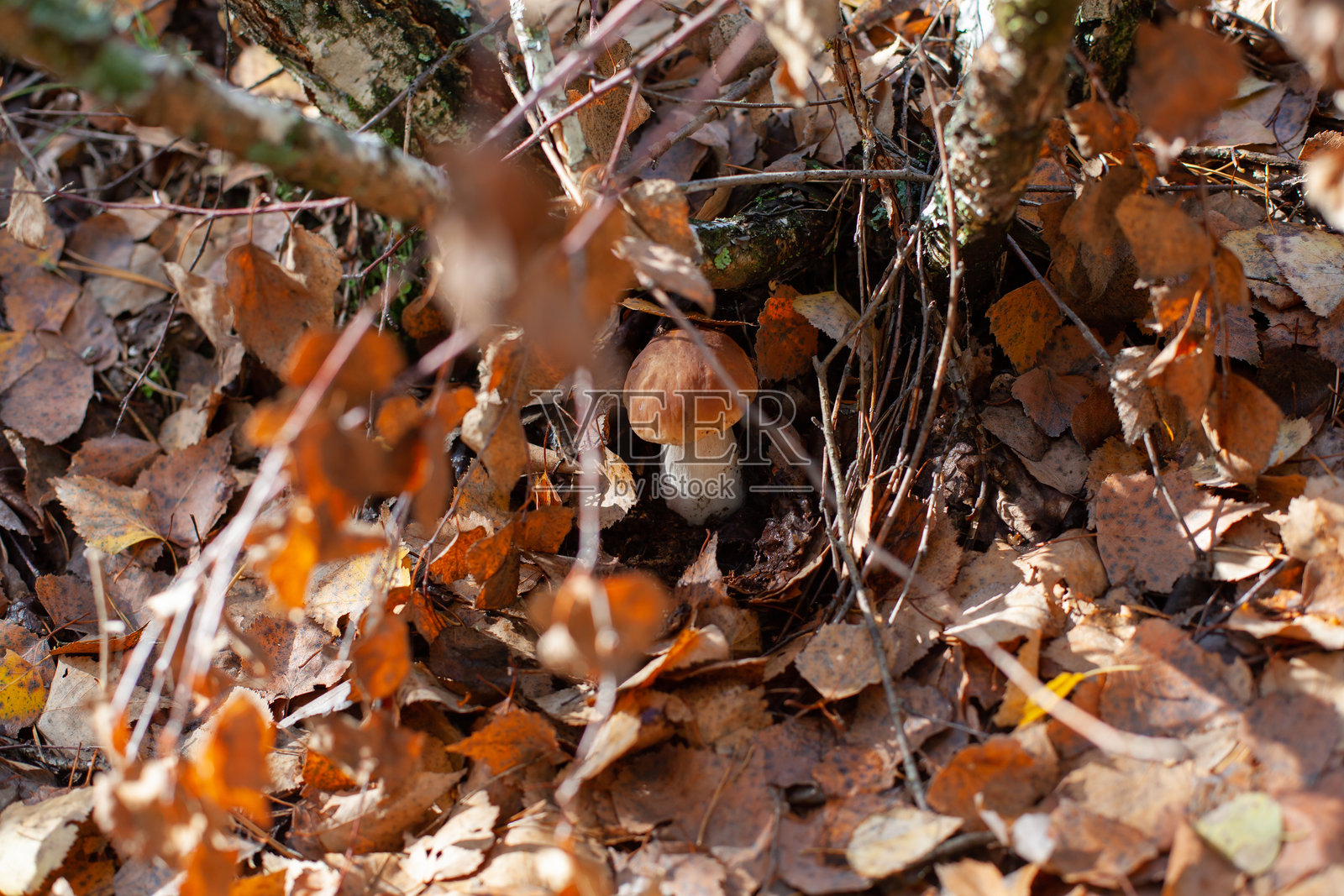 秋叶中的牛肝菌照片摄影图片