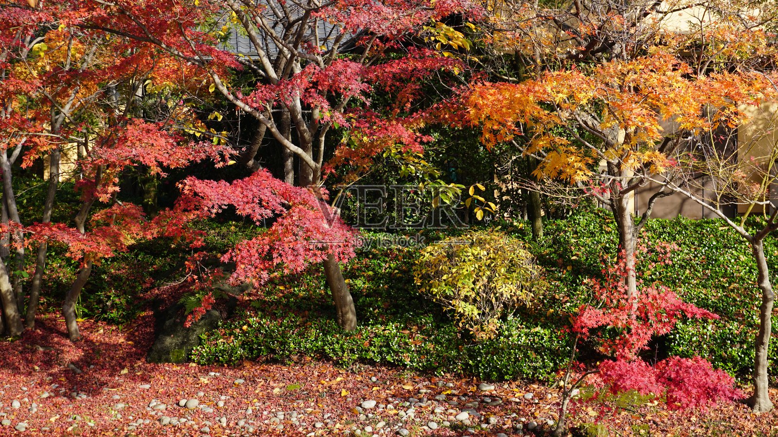 日本秋季爱知县的鲜艳枫叶照片摄影图片