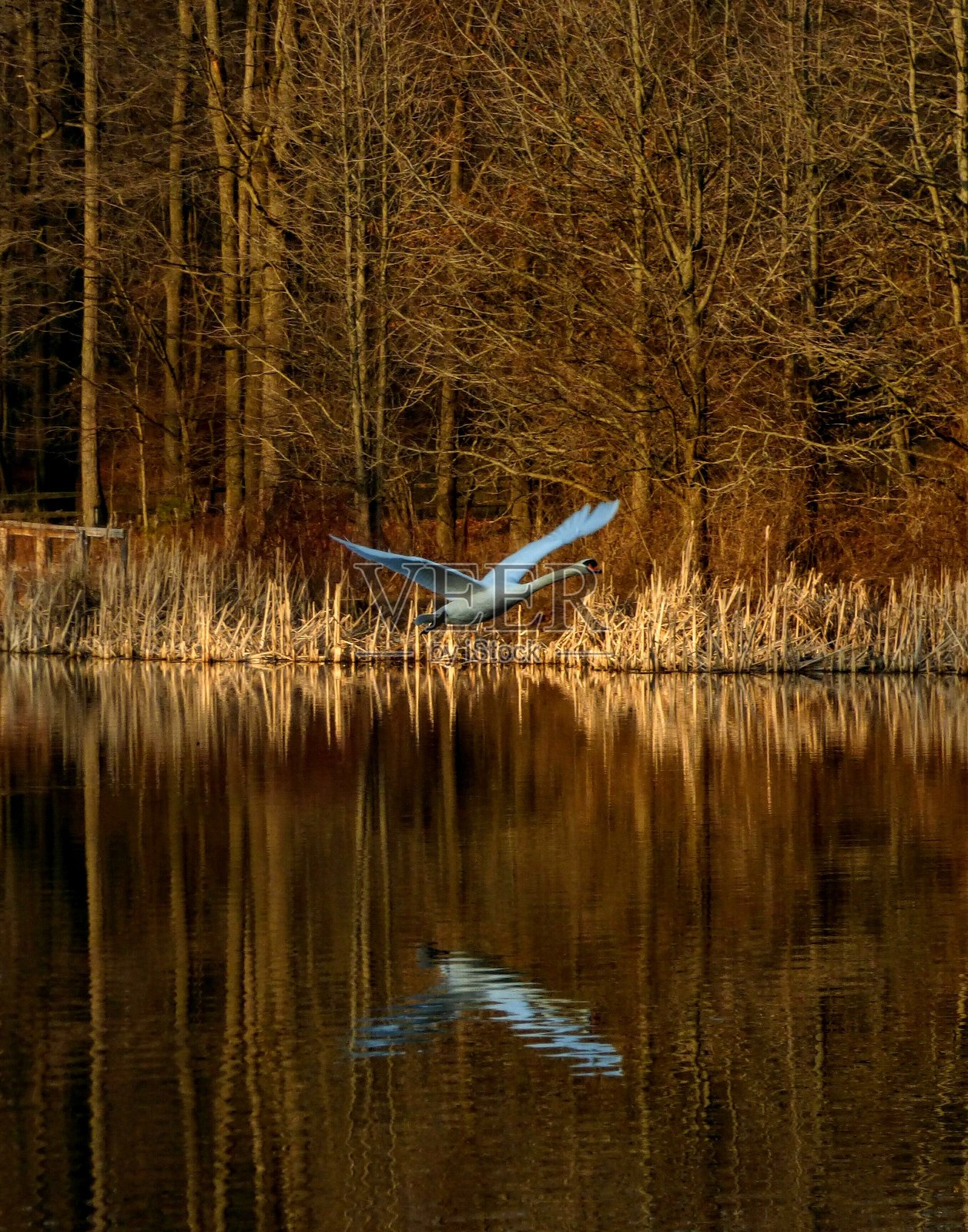 水面上的飞翔天鹅及其倒影照片摄影图片