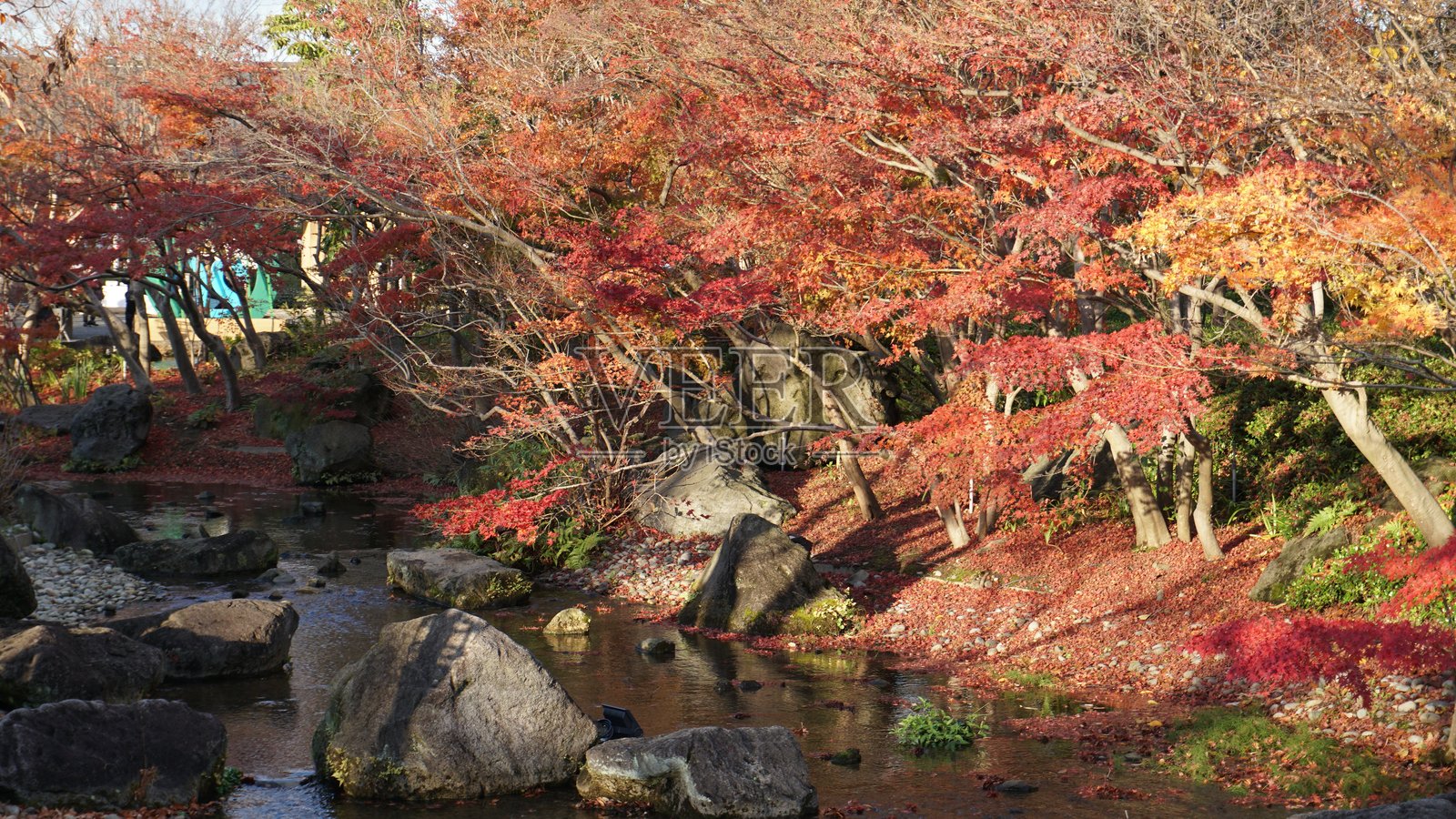 日本秋季鲜艳的枫叶，爱知，日本照片摄影图片