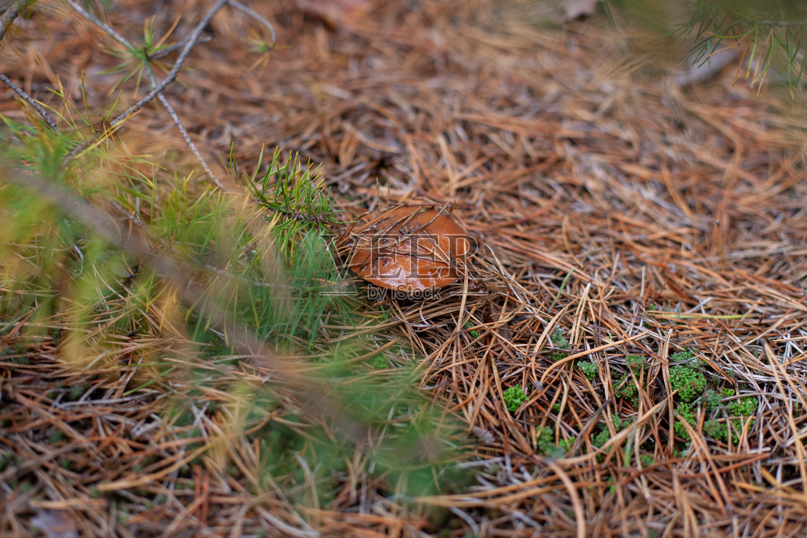 松针中的牛肝菌照片摄影图片