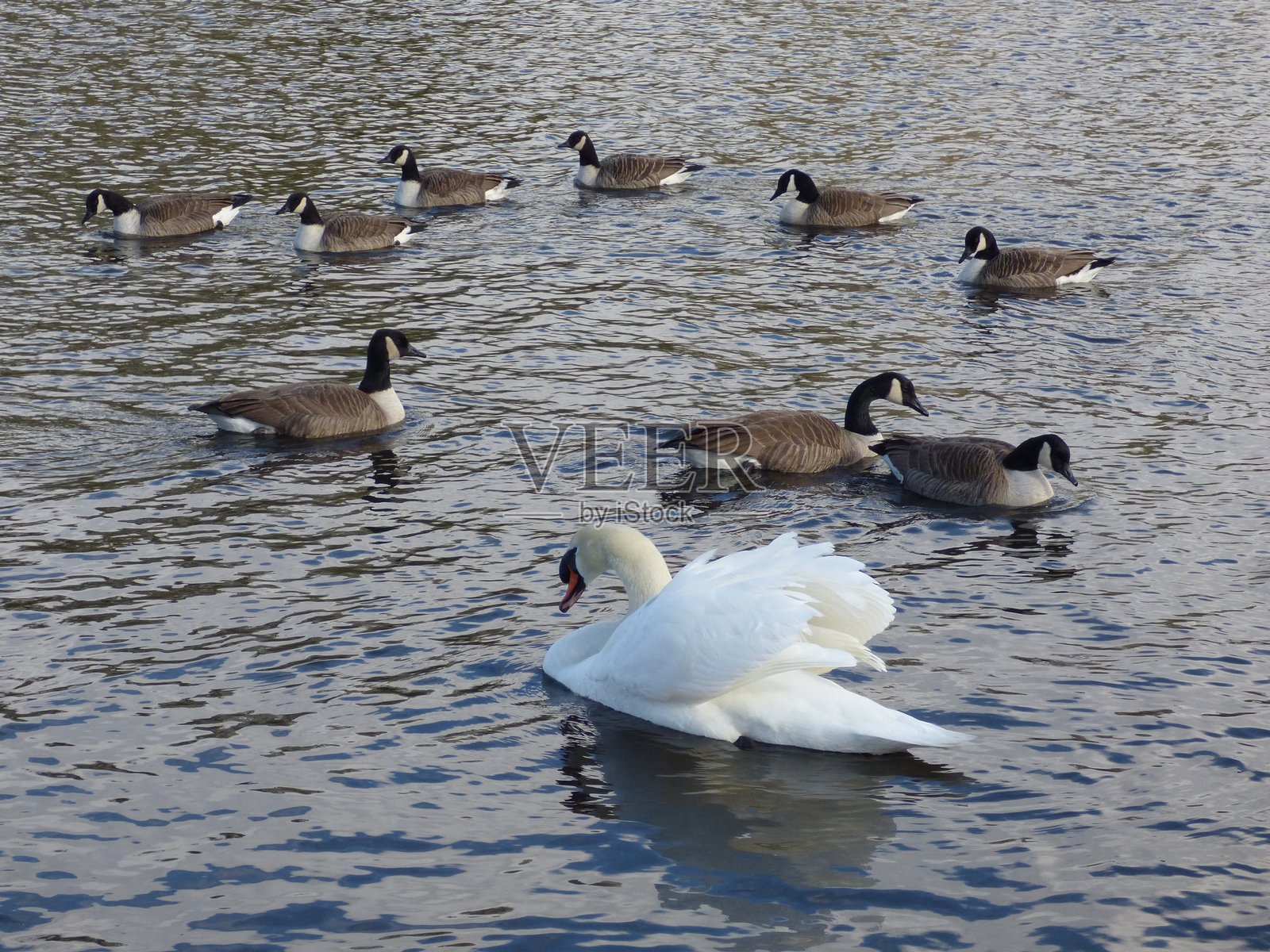 池塘里的天鹅和鹅照片摄影图片
