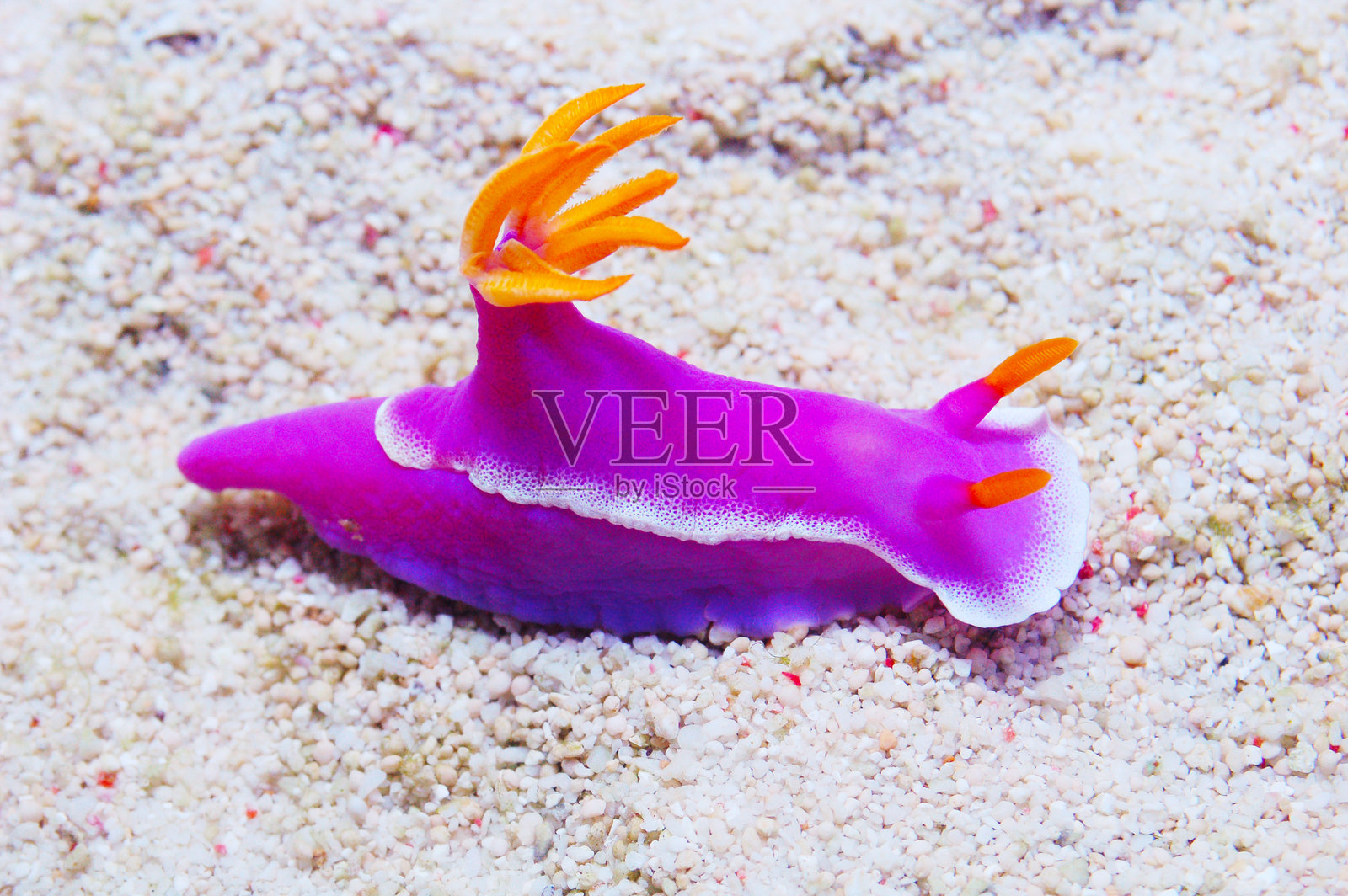 紫色海蛞蝓，暖色海蛞蝓属照片摄影图片