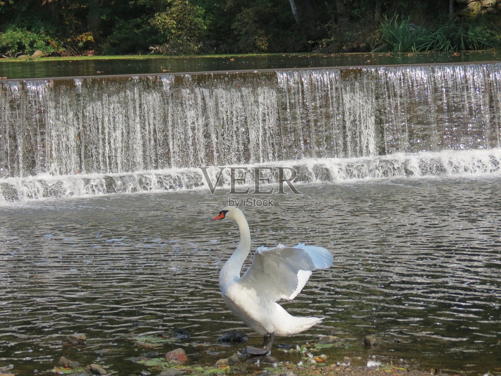 天鹅在瀑布旁照片摄影图片