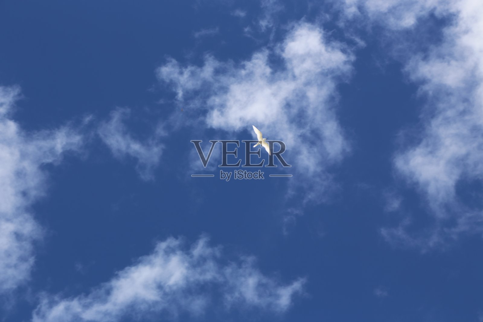 海鸥在天空中飞翔照片摄影图片