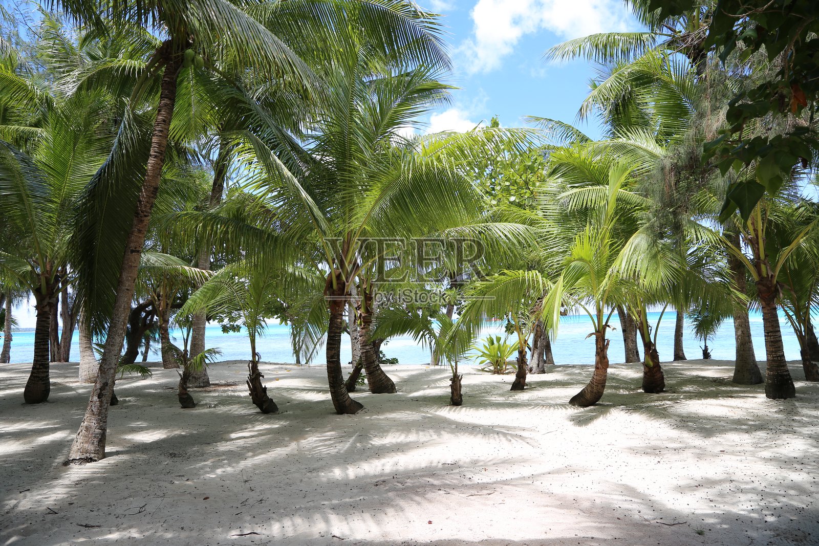 热带树木照片摄影图片