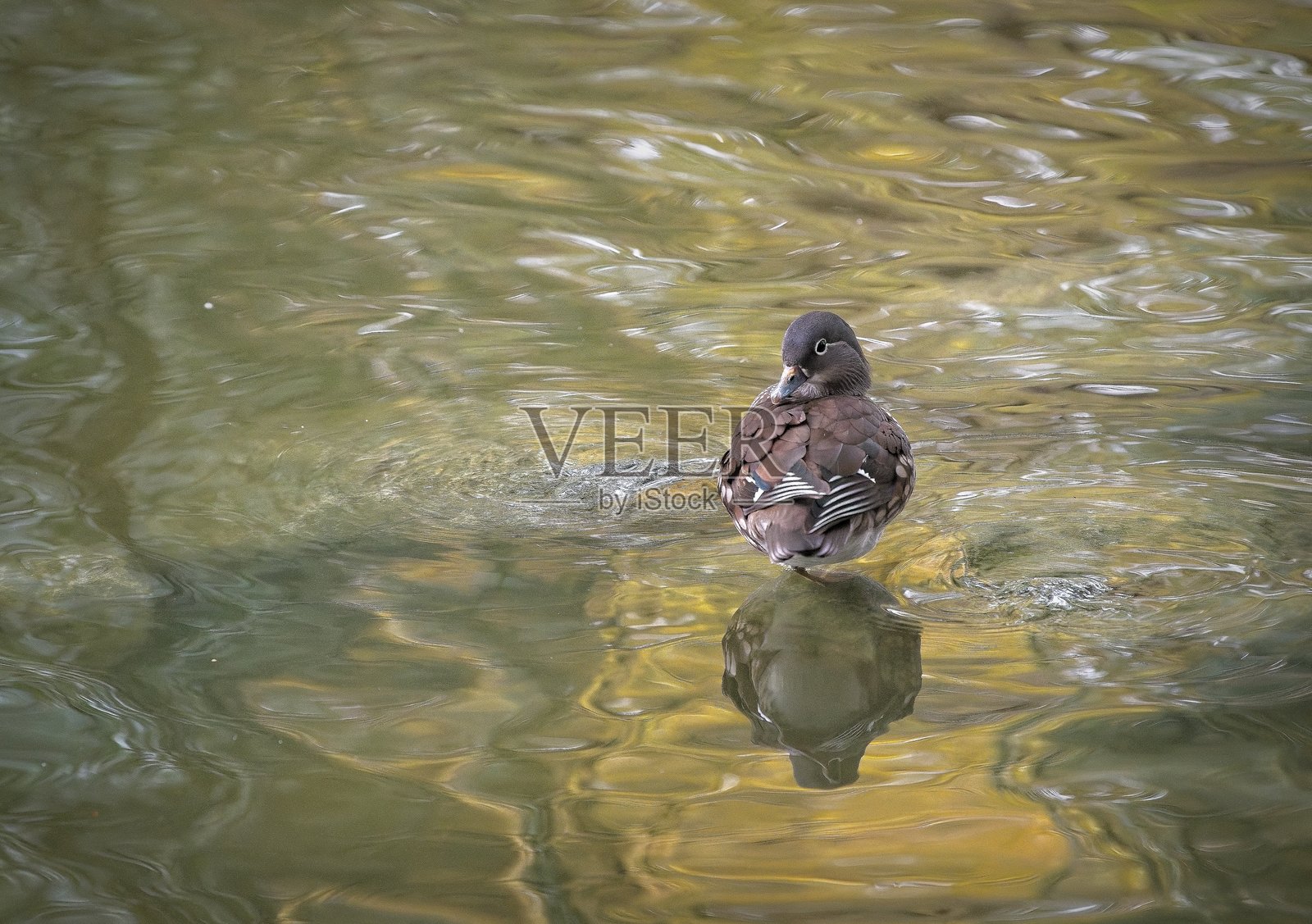 池塘里的鸭子照片摄影图片