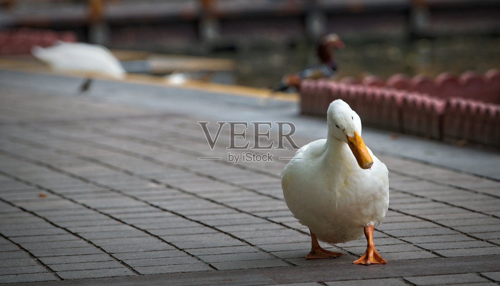池塘里的鸭子照片摄影图片