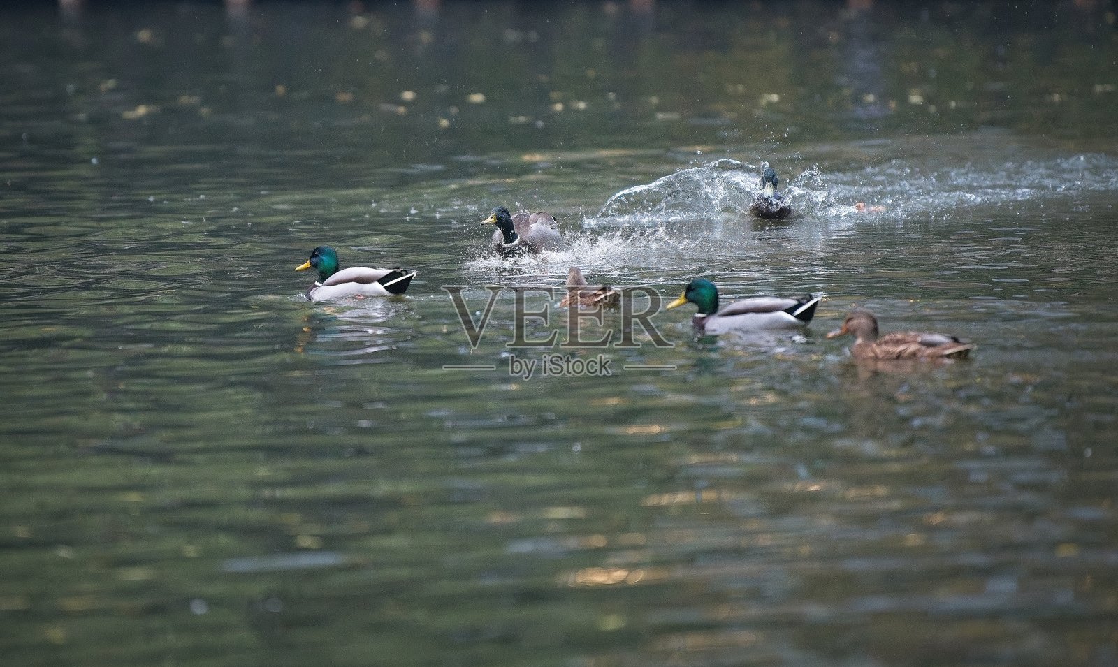 池塘里的鸭子照片摄影图片
