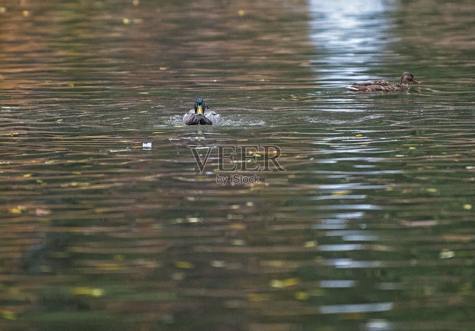池塘里的鸭子照片摄影图片