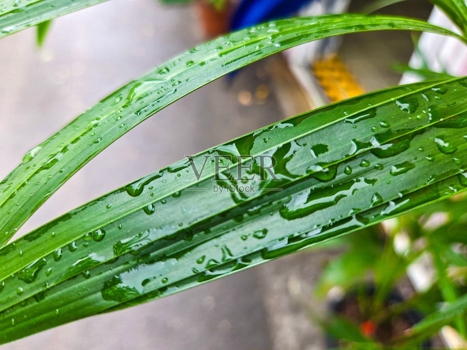 植物学照片摄影图片