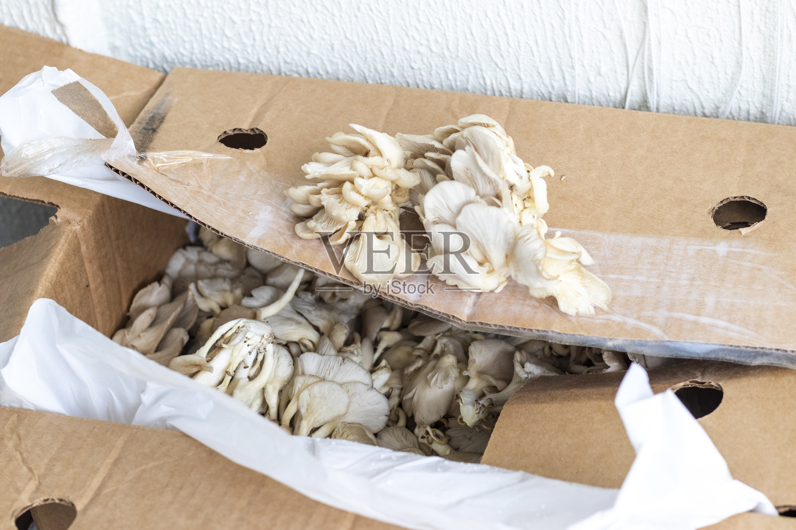 卡通盒子里的蚝菇。食物照片摄影图片