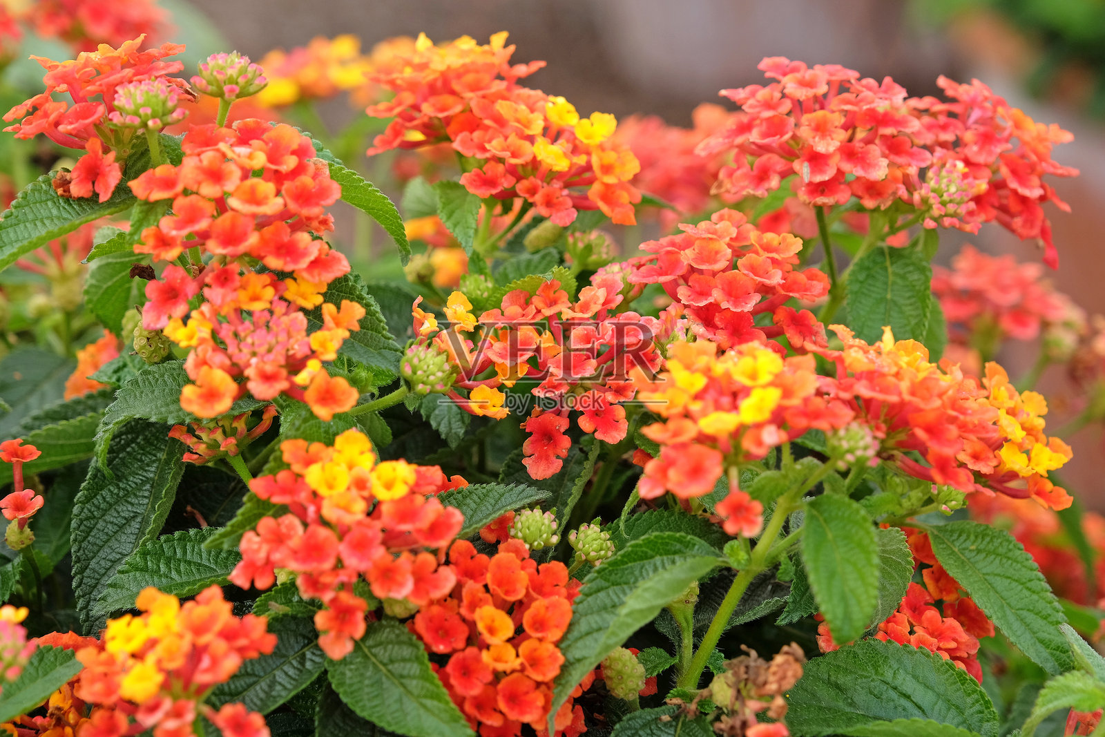 橙黄色马缨丹，又名假马鞭草、兰特罗皮卡橙，正在开花。照片摄影图片